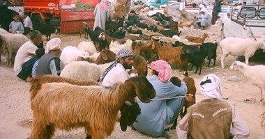 ازدهار سوق الأضاحى بالعريش.. وأسعار الأغنام تصل لـ3 آلاف جنيه