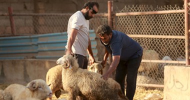 نصر فتحى اللوزى يكتب: خروف العيد