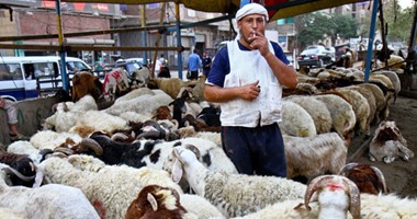 إقبال على شراء الأضاحى قبل ساعات من عيد الأضحى