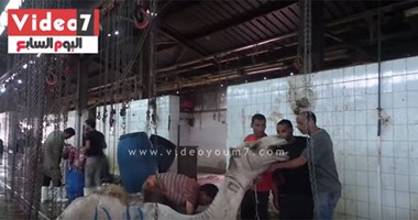 الحجر البيطري بأسوان يفرج عن 1800 رأس من الجمال الواردة من السودان 