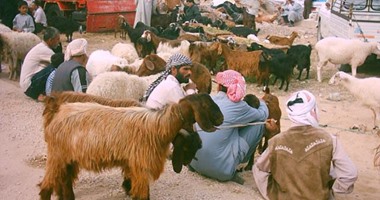 "الزراعة" تطرح 13 ألف رأس من خراف وعجول  الأضاحي البلدية بالمحافظات
