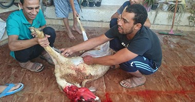 مصادر بـ"التموين": استعدادات العيد مستمرة.. والوزارة لن تتأثر برحيل حنفى