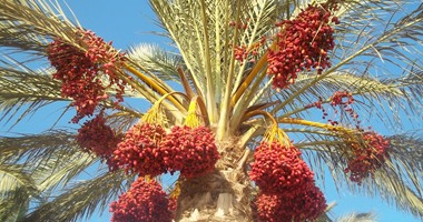 بالصور .. البلح " السيناوى" ثروة مهدرة.. المزارعون لايجدون تصريفا للمنتج.. إهدار كميات بتحويله علف للمواشى وتوقف صناعة العجوة لتراجع فرص البيع.. ومطالب بتوفير منافذ تسويق حكومية ومصانع لمشتقاته