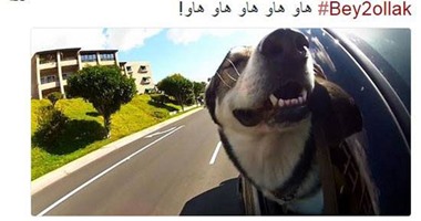 أشهر حسابات الكلاب المنافسة مع "فيلاى" على تويتر..ولانستجرام معايير أخرى