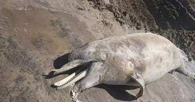 بالصور.. العثور على سمكة من النوع النادر على شاطئ السلام بمصيف بلطيم 