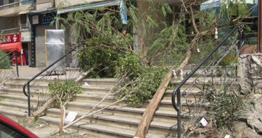 صحافة المواطن.. "مذبحة الأشجار" تُغضب أهالى مدينة نصر