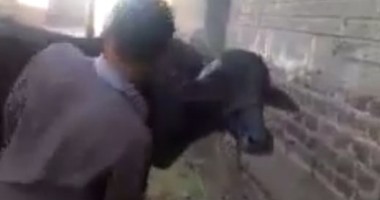 مصر طفل عمره 7 سنوات دهسته "جاموسة" داخل منزله فى سوهاج