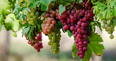أحدث الاكتشافات.. بذور العنب تقى من خطر الإصابة بسرطان الجلد