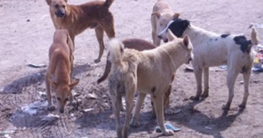 إعدام 23 كلبا ضالا فى حملة لشرطة المرافق بالمنيا
