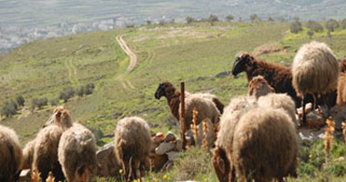 حملة قومية لمشاركة الخراف فى الألعاب الأوليمبية بنيوزلندا 
