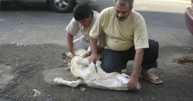 4 مسلمين ينتظرون الحبس ستة سنوات بهولندا لذبحهم خروف العيد