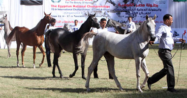 بدء فعاليات مسابقتى مصر القومية والدولية الـ15 لجمال الخيل العربى 