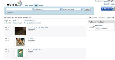AVITO.. كلاب وقطط وتماسيح وحيوانات قديمة للبيع