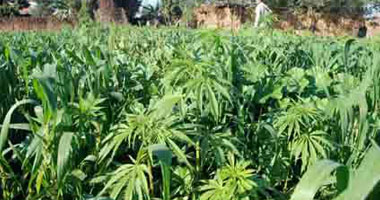 السجن 10 سنوات وغرامة 200 ألف جنيه لمتهمين زرعا 4 أفدنة بانجو