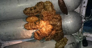 ضبط مركب يصيد خيار البحر الممنوع صيده بالغردقة