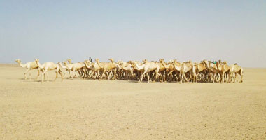 الحجر البيطرى فى أسوان يستقبل 3800 رأس إبل واردة من السودان