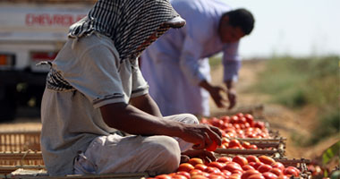 ارتباك وطوارئ بـ"الزراعة" لمهاجمة حشرة" التوتا ابسليوتا" للطماطم 