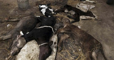 بنك الائتمان: وقف مشروع "البتلو" بسبب الحمى القلاعية