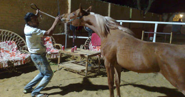 "على"..  مدرب الخيل.. صانع الملايين