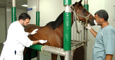 محمود رفعت زعلوك يكتب: الطبيب البيطرى فى مرمى السهام