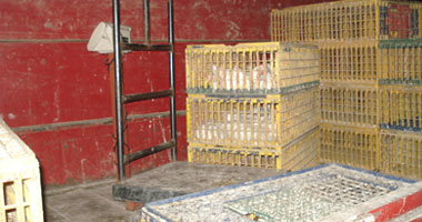 مكافأة 3 شهور للعاملين بالإدارات البيطرية بالقاهرة