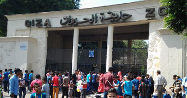 حديقة حيوان الجيزة تستقبل زوار العيد بقطار فرس النهر وبانوراما للحيوانات الصغيرة.. النسناس والفيلتان "نعيمة وكريمة" والزراف "يأسو" و"الدنجوان" والأسود والشمبانزى "كوكو ولوزة" أبرز العروض