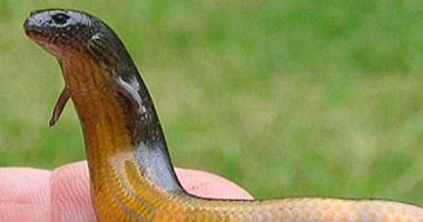 علماء: ثعابين البحر تصاب بالجفاف فى البحار بشكل دورى 
