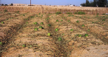  أهالى القرية البيضاء بالإسكندرية يناشدون حل مشكلة تعفن المحاصيل.. والزراعة ترد