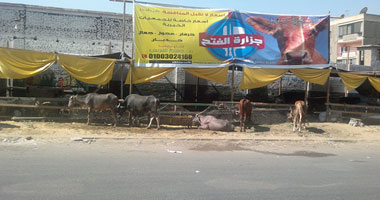 روائح الأضحية رزق للجزارين