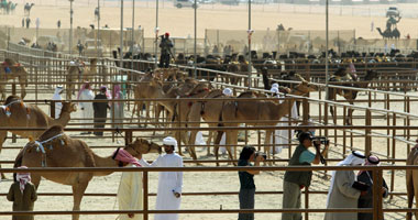 منتصف ديسمبر.. انطلاق الدورة السادسة لمهرجان الظفرة