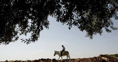 حاول تفادى "حمار" فلقى مصرعه بالمنوفية