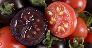 علماء النبات: الطماطم سوداء اللون أفضل صحيا من الحمراء