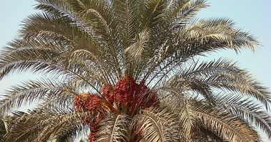 محافظ الجيزة: إجراءات عاجلة لعلاج 150 ألف نخلة من مرض السوسة بالواحات