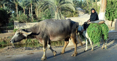 سوزان بدوى تكتب : ست الستات   