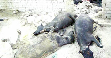 إصابة فلاح فى نشوب حريق داخل حظيرة ماشية بالمنوفية