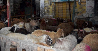 طرائف العيد..المعلم سعيد ذبح العجل من ذيله وأحمد ذبحه وطلع يجرى وراه
