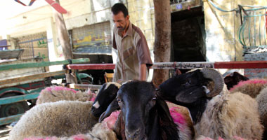 فلاحو دمياط يشكون فرض رسوم إجبارية على تطعيم المواشى