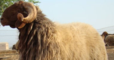 الليبيون يستعدون على قدم وساق لإستقبال أول أيام عيد الأضحى المبارك