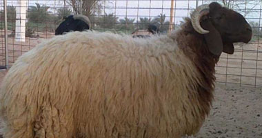 د. صبرى إسماعيل يكتب: الخروف أضحية العيد 