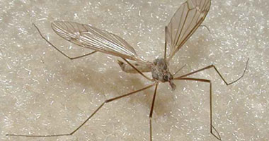 دراسة أمريكية: البعوض أحد أسباب سمنة الأطفال