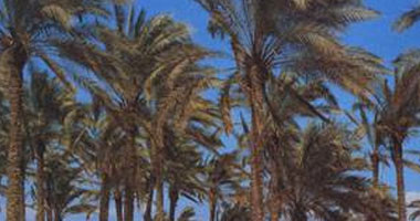 سقوط أمطار خفيفة على سواحل شمال سيناء