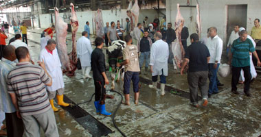 ذبح 2100 عجل بمجزر سفاجا وتوزيع لحومها بالمحافظات 