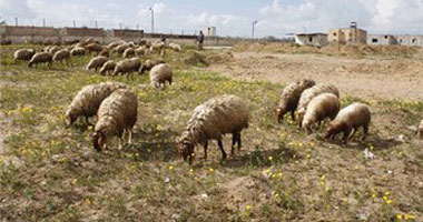 حرس الحدود بالسلوم يحبط تهريب 310 رؤوس من الأغنام إلى دولة ليبيا