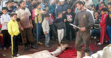جمل يقطع طريق قصر العينى بعد هروبه من المدبح.. والجزارين يذبحونه فى الشارع