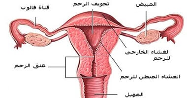 انسداد قنوات فالوب وبطانة الرحم أهم أسباب العقم عند السيدات 