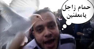 "حمامة شبرا الزاجلة" تثير السخرية بـ"تويتر" و"فيس بوك": فضل لـ"مرسى": "بقى هو ده كبيرك يا ريس"حمامة"..النشطاء يغردون على لسان البرادعى: القبض على الحمامة بدون سند قانونى هو عودة لأفعال النظام السابق 