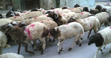 خروف العيد يكشف تشكيلا عصابيا لتزوير العملات
