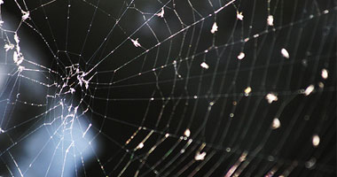 لاصق طبى جديد من خيوط العنكبوت لمداواة الجروح
