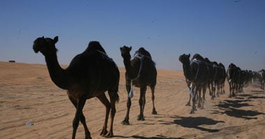 1000 جمل يزينون أطول لوحة فى مهرجان الظفرة بأبوظبى