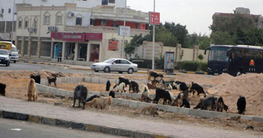 دار الإفتاء: الأصل فى اقتناء الكلب المنع ويجوز اقتناؤه للصيد